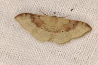 Idaea degeneraria