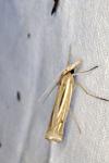 Ancylolomia tentaculella