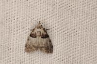 Nola cucullatella