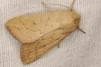 Mythimna vitellina
