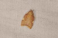 Carcina quercana