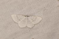 Asthena albulata