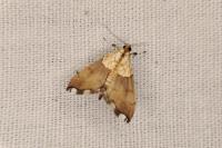 Agrotera nemoralis