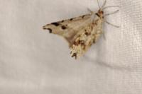 Macaria alternata