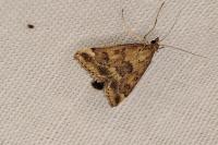 Pyrausta despicata