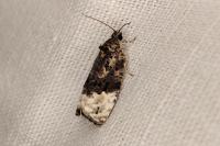 Apotomis betuletana