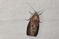 Galleria mellonella