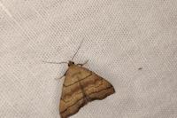 Herminia tarsicrinalis