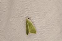 Earias clorana