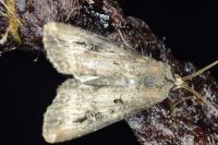 Agrotis ipsilon