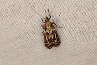 Acrobasis porphyrella