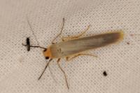 Manulea complana