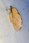 Gastropacha populifolia