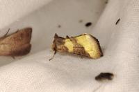 Diachrysia chrysitis