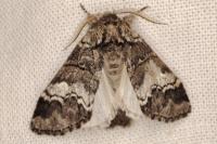 Drymonia querna