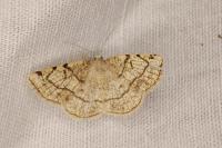 Stegania trimaculata