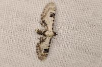 Eupithecia centaureata