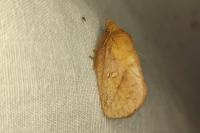 Euthrix potatoria
