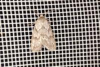 Pachycnemia hippocastanaria