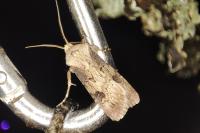 Agrotis puta