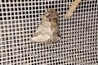 Thaumetopoea processionea