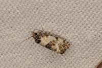 Cochylis molliculana
