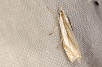 Crambus pascuella