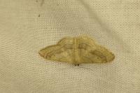 Idaea aversata