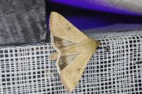 Helicoverpa armigera