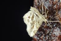 Chiasmia aestimaria