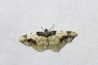 Ligdia adustata