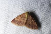 Scopula rubiginata