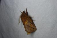 Euthrix potatoria
