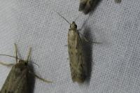 Phycitodes