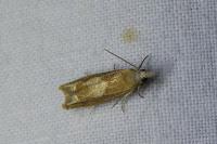 Eucosma conterminana