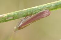 Oncocera semirubella