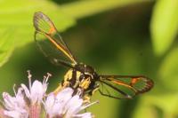 Synanthedon vespiformis