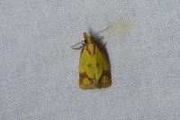 Agapeta zoegana