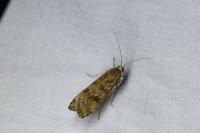 Nomophila noctuella