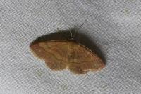 Scopula rubiginata