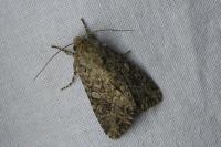 Anarta trifolii