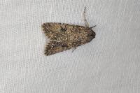 Anarta trifolii