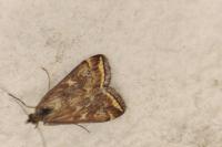 Loxostege sticticalis