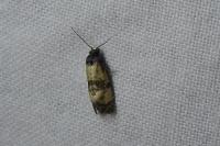 Cochylis atricapitana