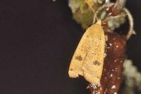 Noctua pronuba