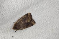 Conistra erythrocephala