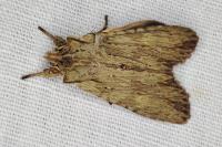 Lithophane socia
