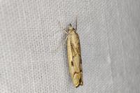 Agriphila geniculea