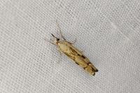Agriphila geniculea