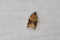 Acleris rhombana